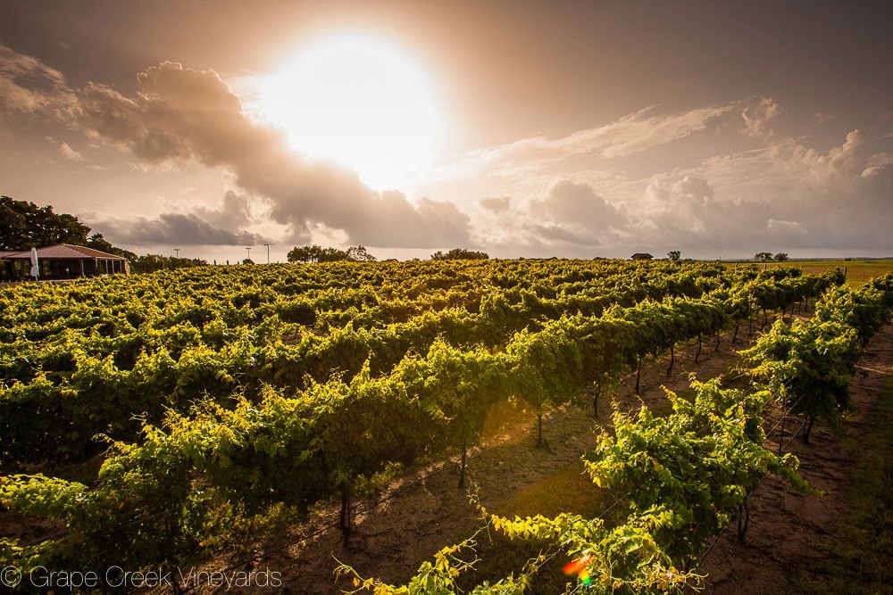 Fredericksburg HWY 290 Vineyards Grape Creek Vineyards